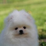 Bemy-male-pomeranian-puppy-for-sale-1 (4)