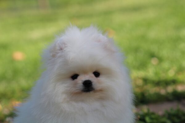 Bemy Pomeranian Bemy Pomeranian