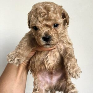 Bixon Maltipoo