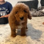 Björn-male-golden-doodle-puppy-for-sale- (1)