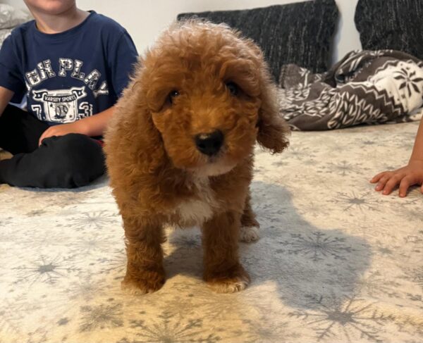 Björn Goldendoodle