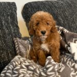 Björn-male-golden-doodle-puppy-for-sale- (2)