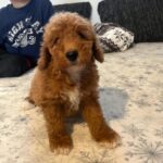 Björn-male-golden-doodle-puppy-for-sale- (3)