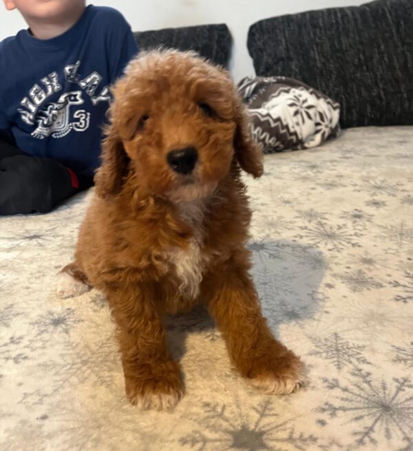 Björn Goldendoodle