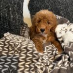 Björn-male-golden-doodle-puppy-for-sale- (4)