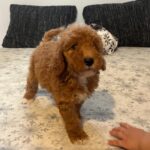 Björn-male-golden-doodle-puppy-for-sale- (5)