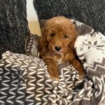 Björn-male-golden-doodle-puppy-for-sale- (6)