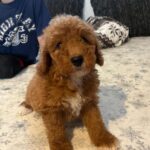 Björn-male-golden-doodle-puppy-for-sale- (7)