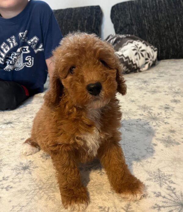 Björn Goldendoodle