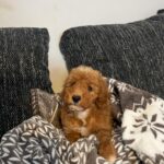 Björn-male-golden-doodle-puppy-for-sale- (8)