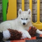 Gutsy Siberian Husky