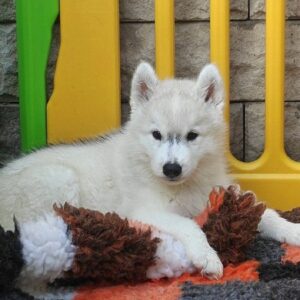Bond Siberian Husky