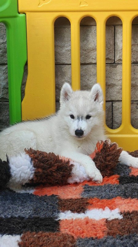 Bond Siberian Husky Bond Siberian Husky