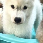 Bond-male-Siberian-husky-puppy-for-sale-2