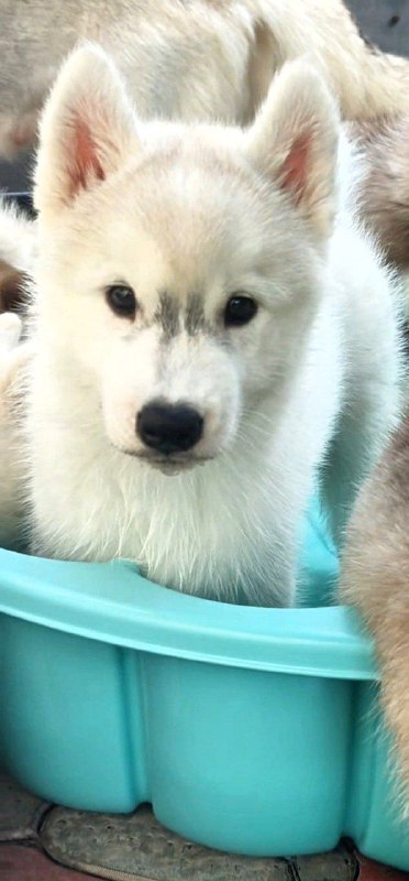 Bond Siberian Husky Bond Siberian Husky