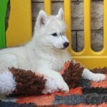 Bond-male-Siberian-husky-puppy-for-sale-3