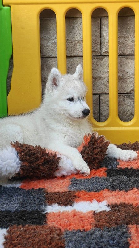 Bond Siberian Husky Bond Siberian Husky