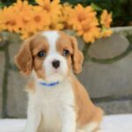 Bonito-male-Cavalier-King-Charles-Spaniel-puppy-for-sale-1