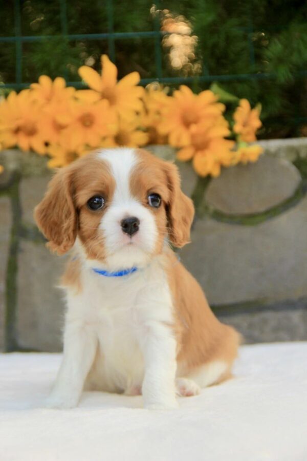 Bonito Cavalier King Charles Spaniel Bonito Cavalier King Charles Spaniel