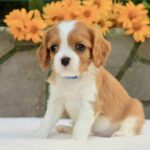Bonito-male-Cavalier-King-Charles-Spaniel-puppy-for-sale-2