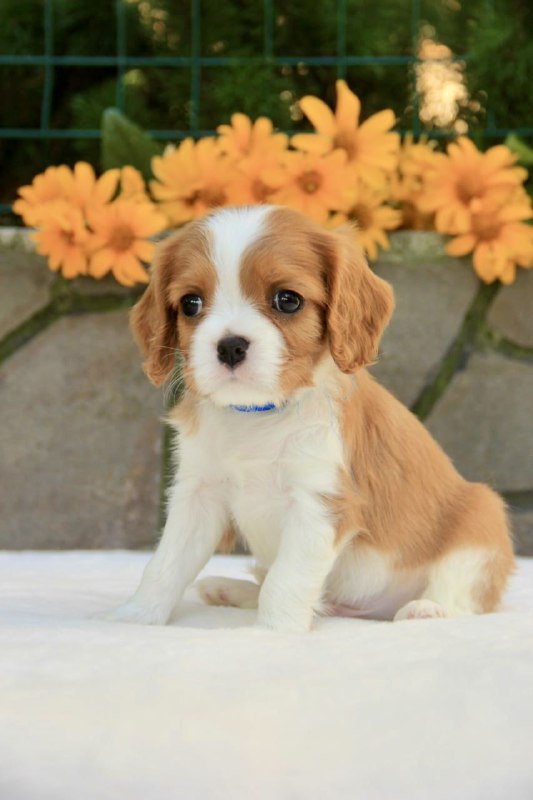 Bonito Cavalier King Charles Spaniel Bonito Cavalier King Charles Spaniel