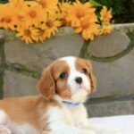 Bonito-male-Cavalier-King-Charles-Spaniel-puppy-for-sale-3