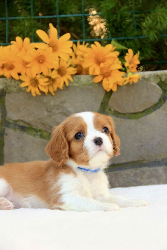 Bonito Cavalier King Charles Spaniel Bonito Cavalier King Charles Spaniel