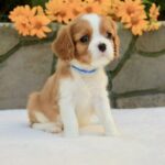 Milly Cavalier King Charles Spaniel