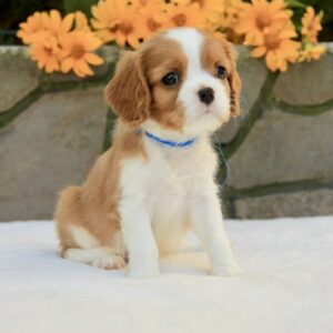 Bonito Cavalier King Charles Spaniel