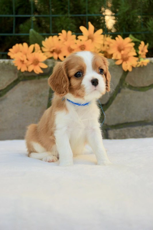 Bonito Cavalier King Charles Spaniel Bonito Cavalier King Charles Spaniel