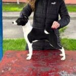 Boula-female-Basenji-puppy-for-sale-2