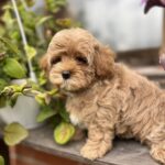 Bruno-male-maltipoo-puppy-for-sale-1 (1)