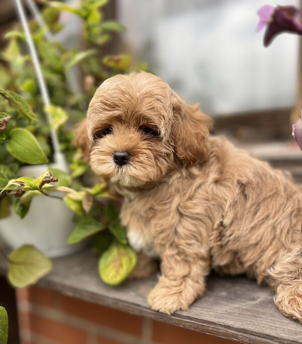 Bruno Maltipoo Bruno Maltipoo