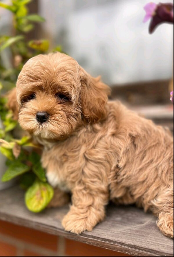 Bruno Maltipoo Bruno Maltipoo