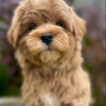 Bruno-male-maltipoo-puppy-for-sale-1 (3)