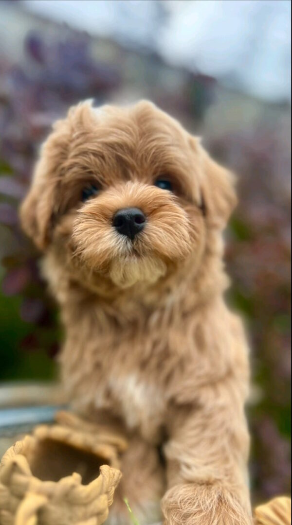 Bruno Maltipoo Bruno Maltipoo