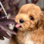 Bruno-male-maltipoo-puppy-for-sale-1 (4)