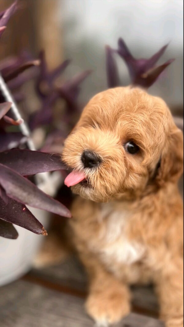 Bruno Maltipoo Bruno Maltipoo