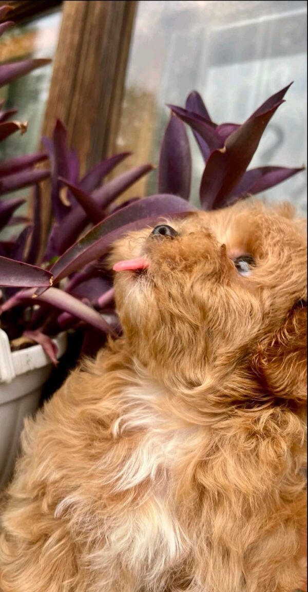 Bruno Maltipoo Bruno Maltipoo