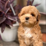 Bruno-male-maltipoo-puppy-for-sale-1 (6)