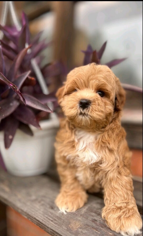 Bruno Maltipoo Bruno Maltipoo