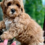 Bucks-male-maltipoo-puppy-for-sale-1 (2)