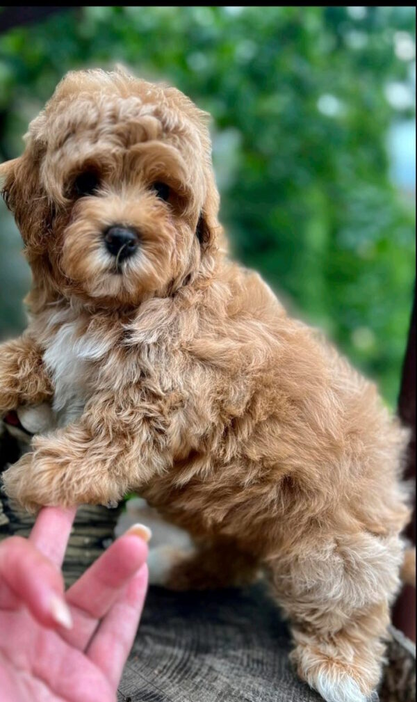 Bucks Maltipoo