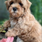 Bucks-male-maltipoo-puppy-for-sale-1 (3)