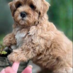 Bucks-male-maltipoo-puppy-for-sale-1 (5)