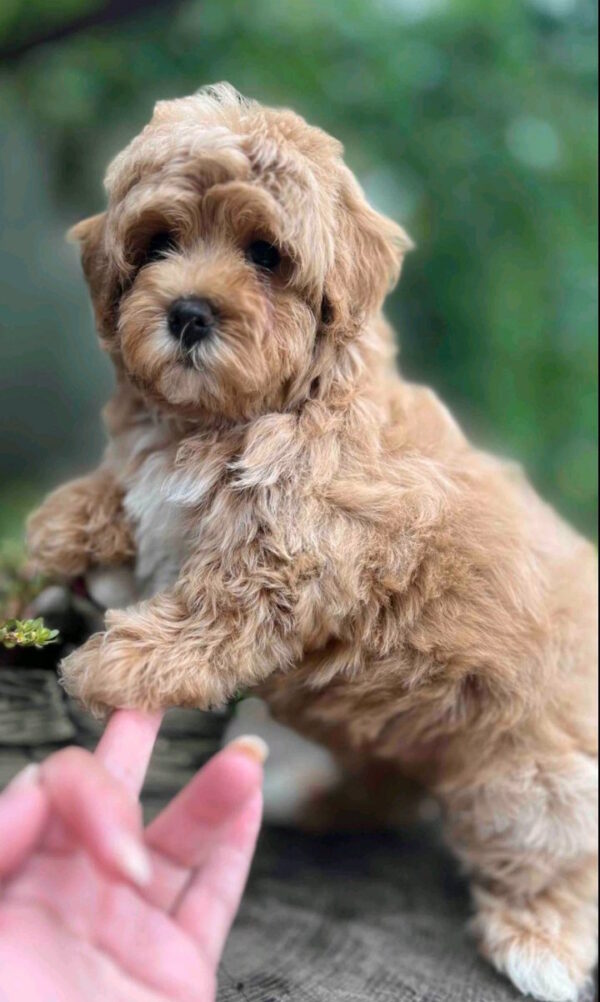 Bucks Maltipoo