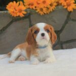 Buffon-male-Cavalier-King-Charles-Spaniel-puppy-for-sale-1