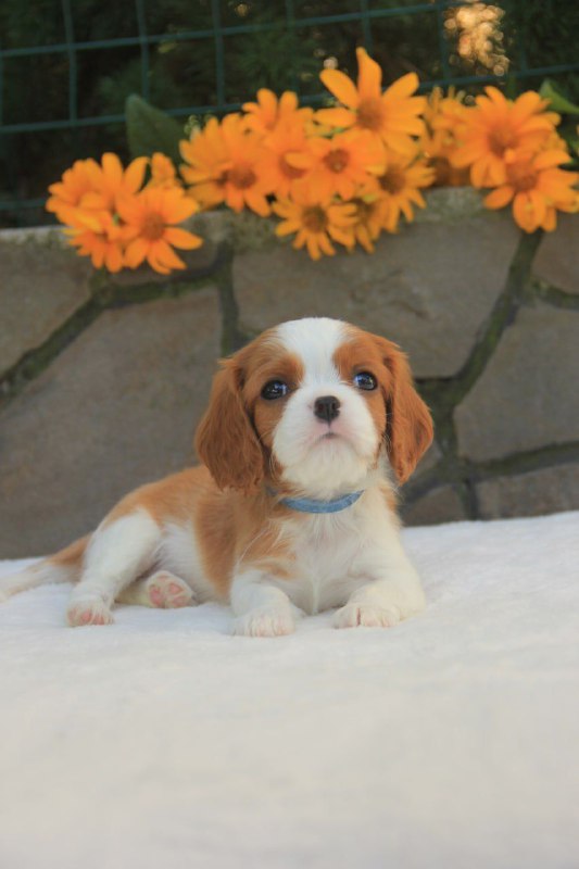 Buffon Cavalier King Charles Spaniel Buffon Cavalier King Charles Spaniel