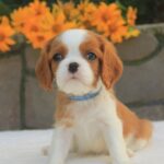 Buffon-male-Cavalier-King-Charles-Spaniel-puppy-for-sale-2
