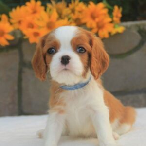 Buffon Cavalier King Charles Spaniel